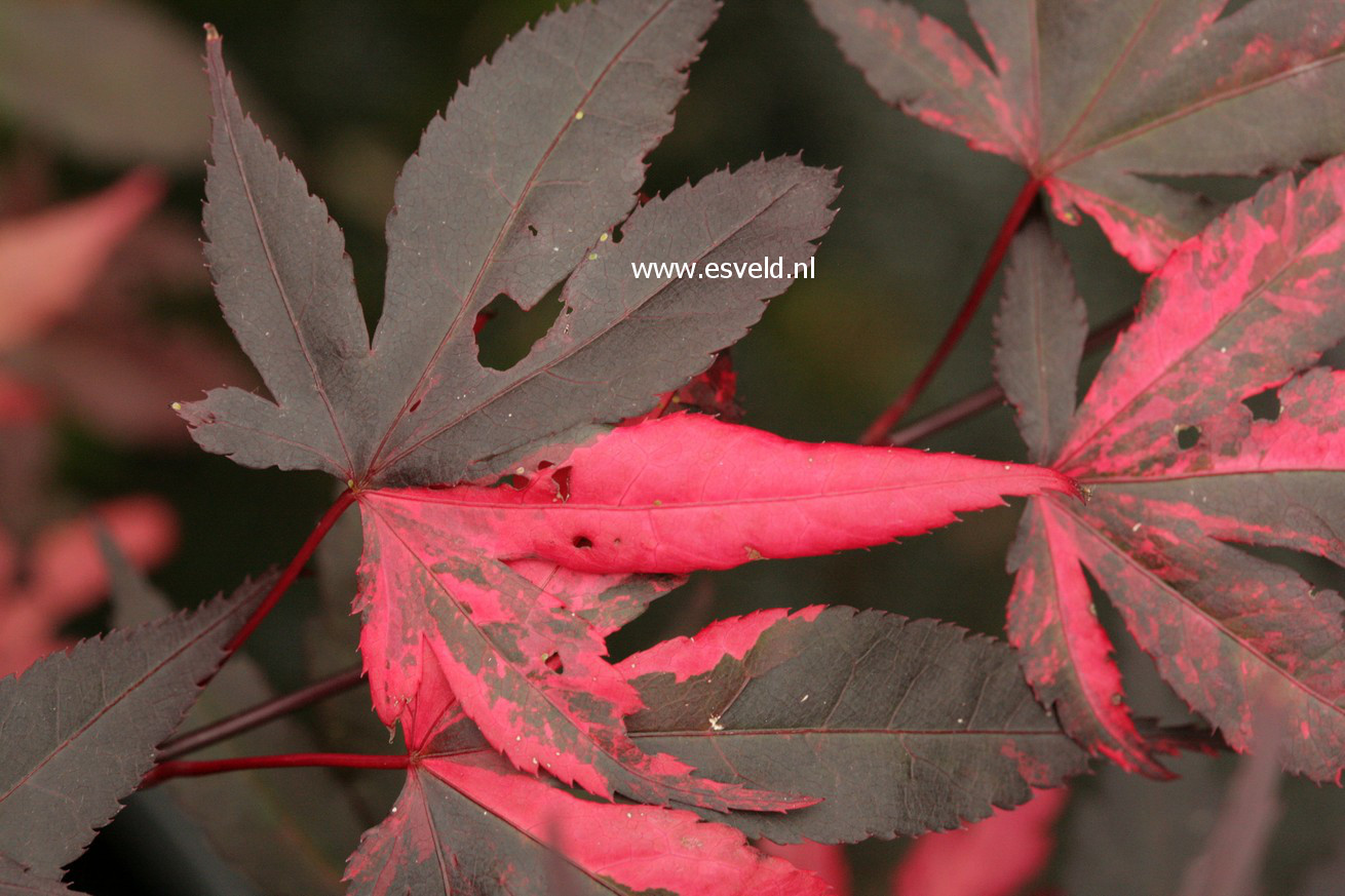 Acer palmatum 'Fujinami-nishiki'