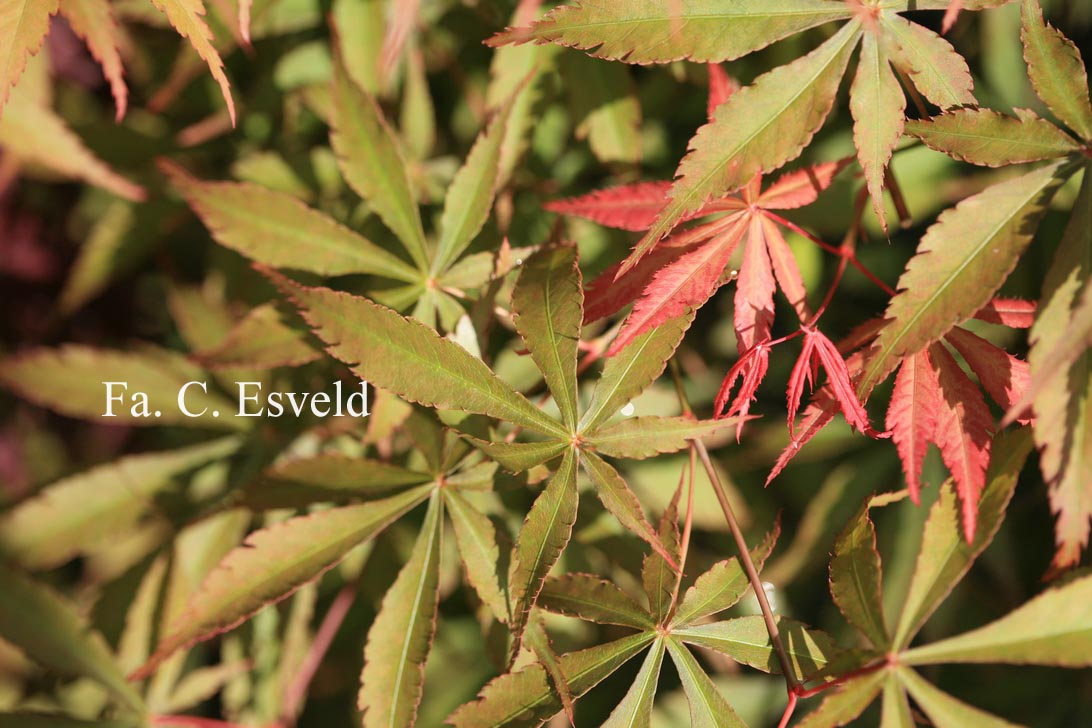 Acer palmatum 'Fukui'