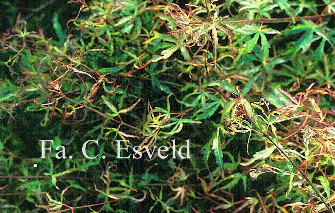 Acer palmatum 'Garyū'