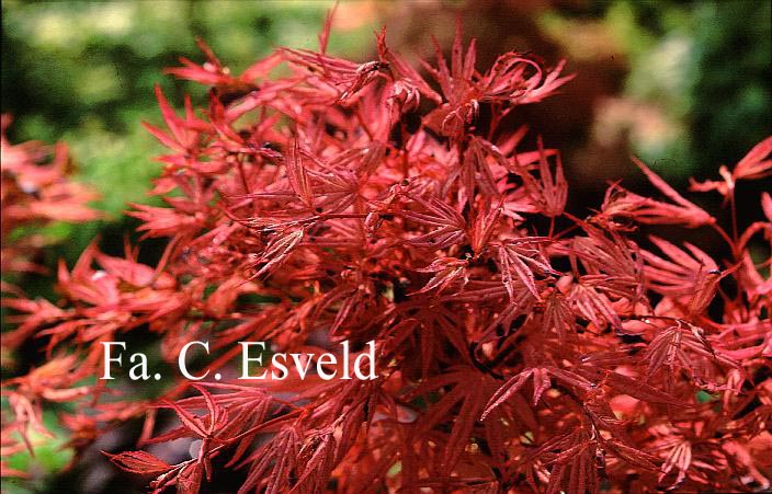 Acer palmatum 'Geisha'