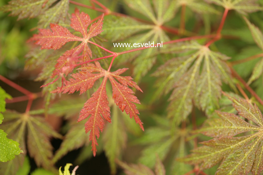 Acer palmatum 'Gene's Dissectum'