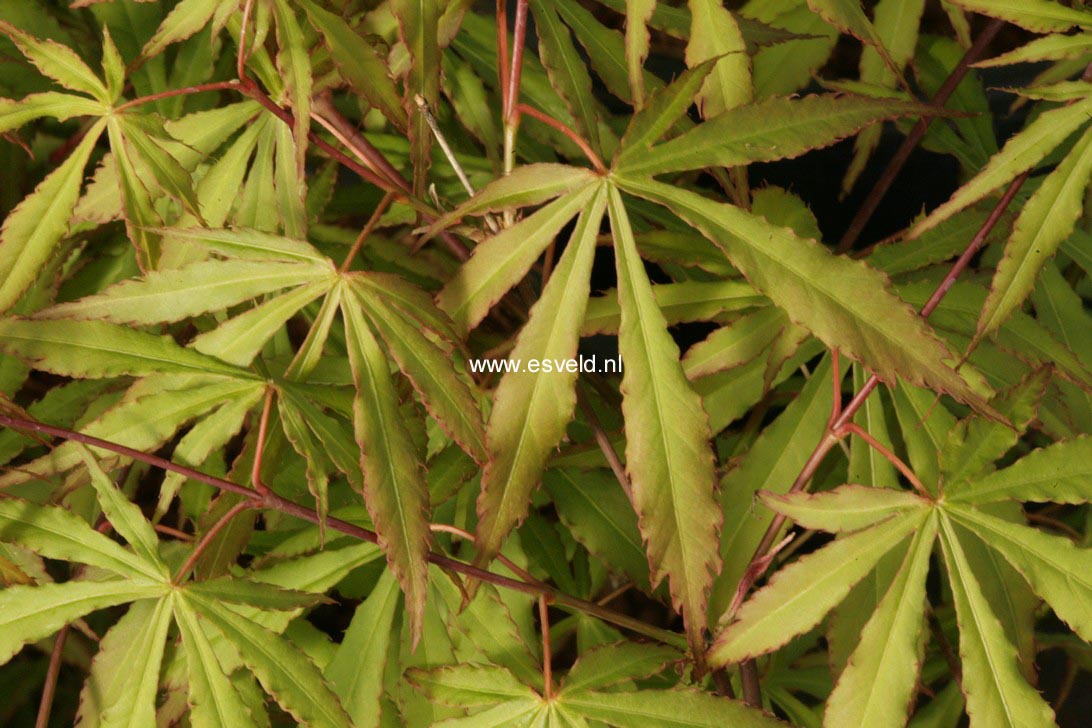 Acer palmatum 'Gentaku'