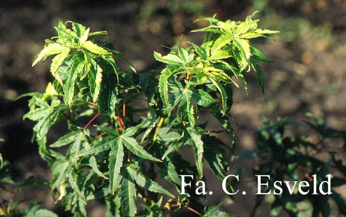 Acer palmatum 'Globosum'