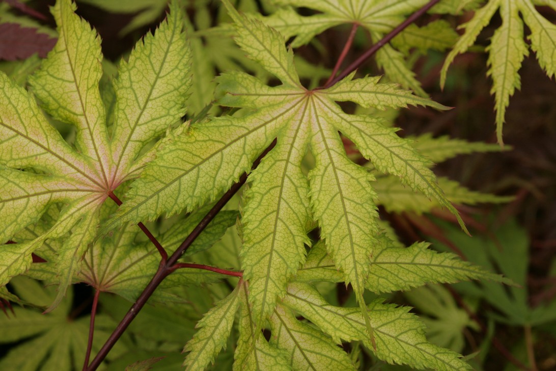 Acer palmatum 'Grandma Ghost'