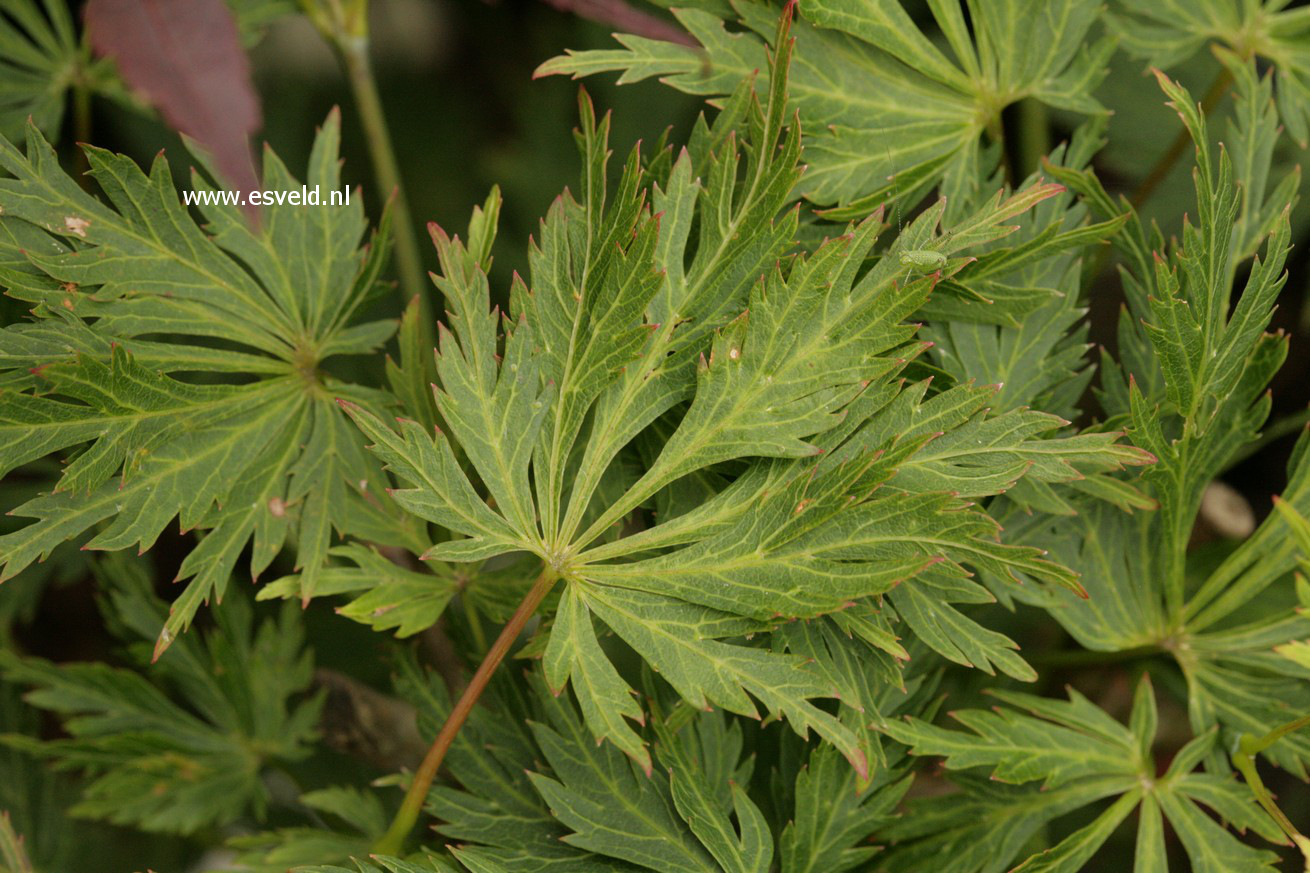 Acer palmatum 'Green Snowflake'