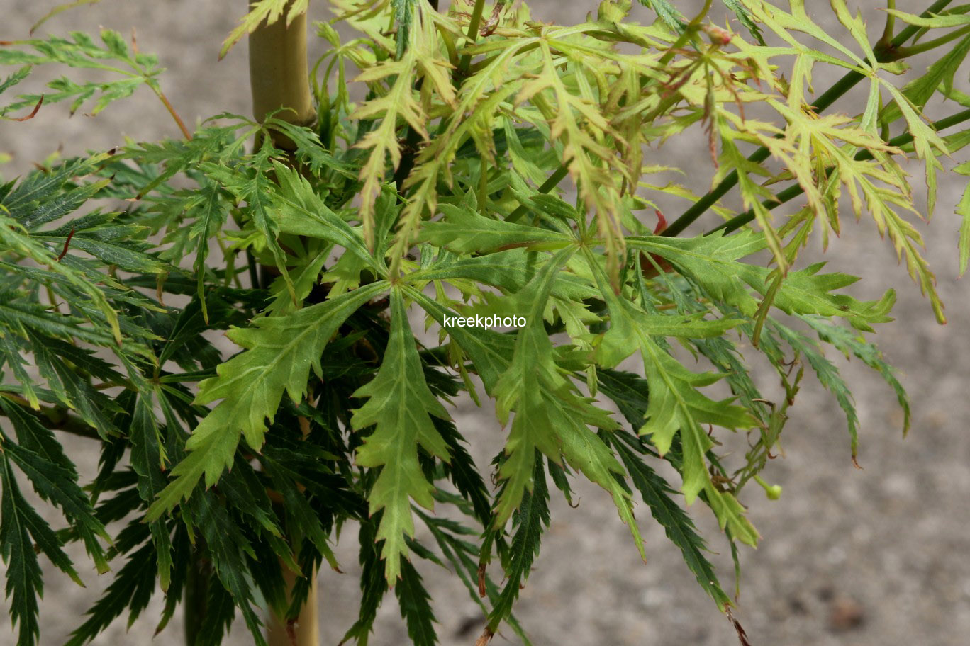 Acer palmatum 'Green Spider'