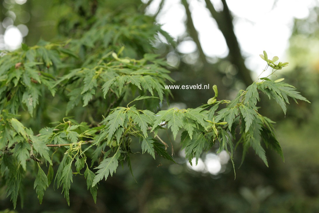 Acer palmatum 'Hagoromo'