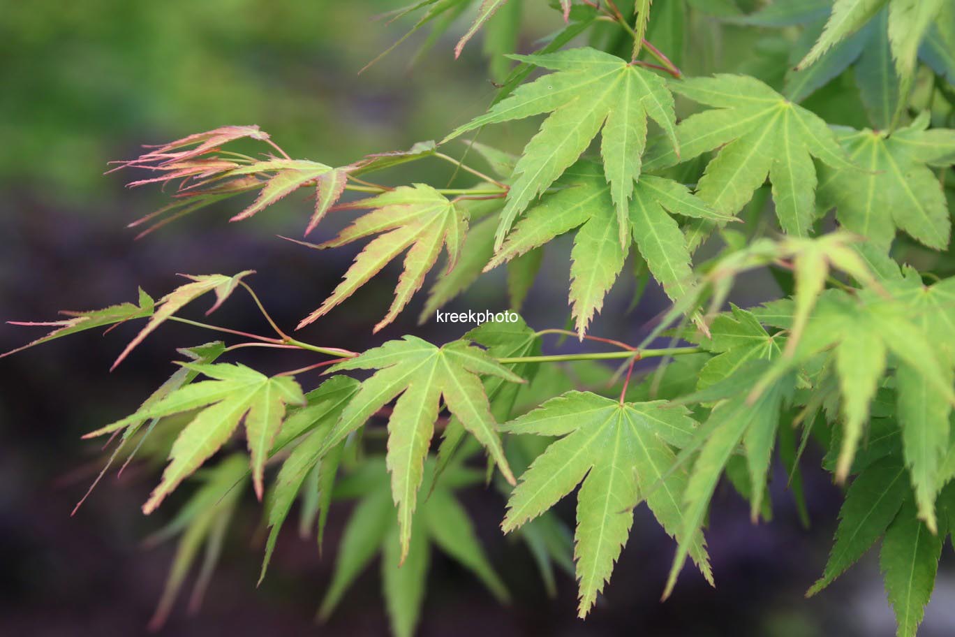 Acer palmatum 'Haibara'