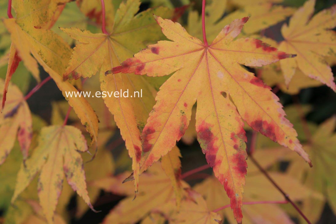 Acer palmatum 'Hakodate-yama'