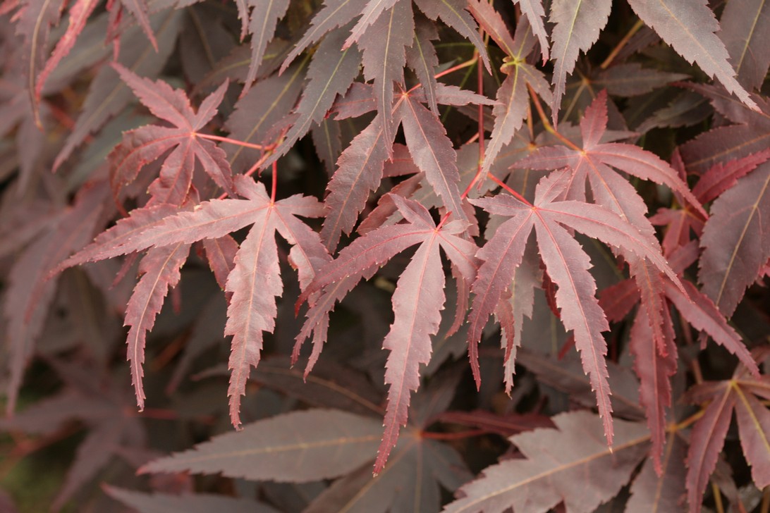 Acer palmatum 'Hama-otome'