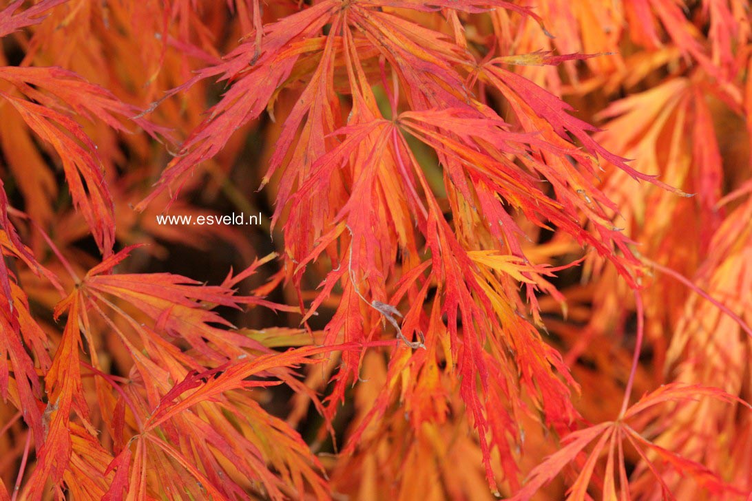 Acer palmatum 'Hanzell'