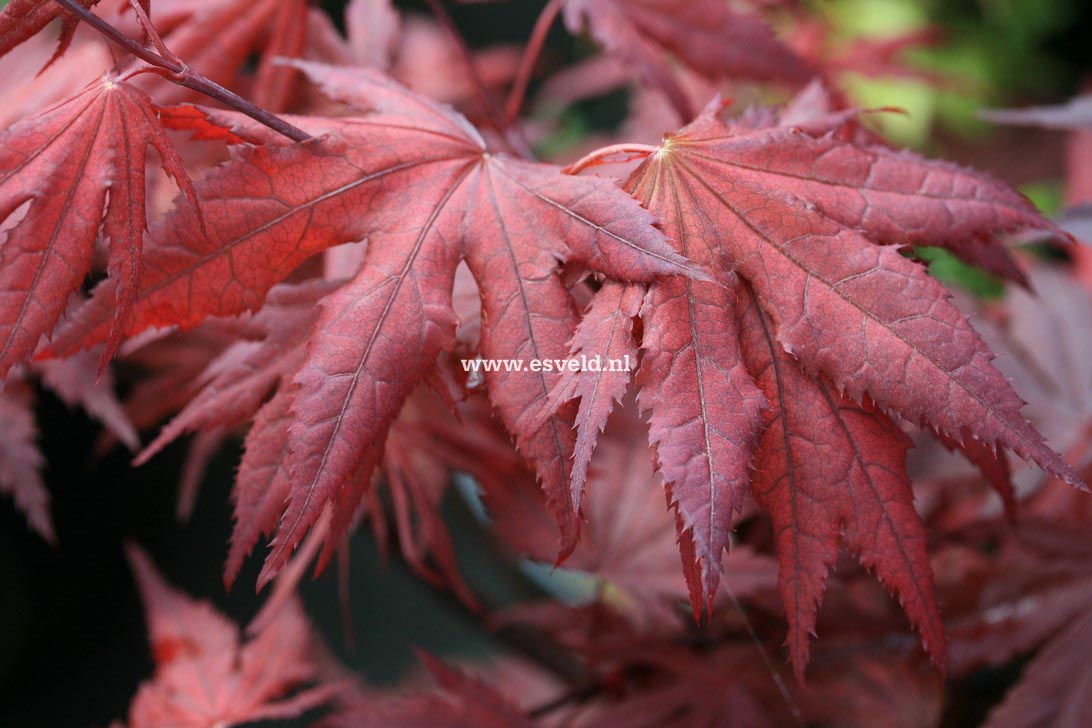 Acer palmatum 'Harold Seedling'