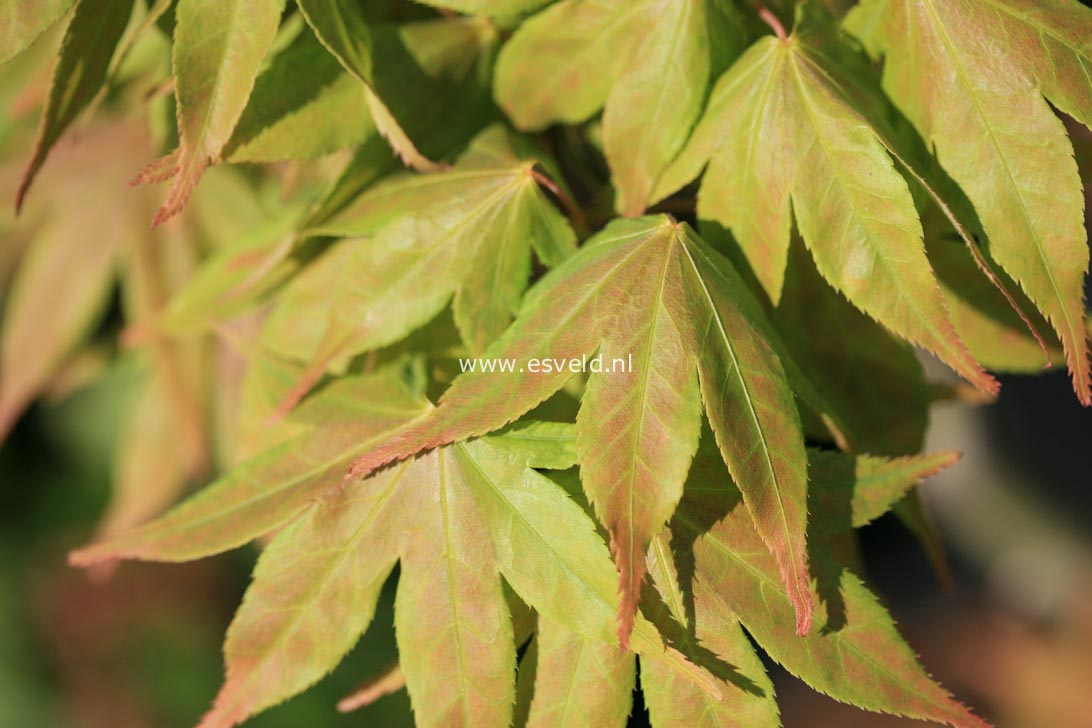 Acer palmatum 'Hatsu-shigure'