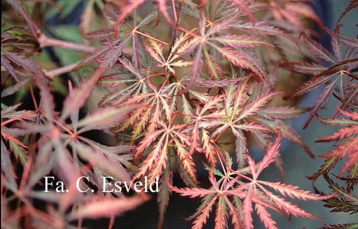 Acer palmatum 'Heartbeat'