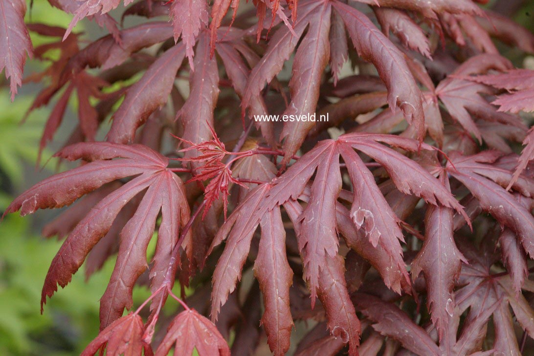 Acer palmatum 'Hemelrijk'