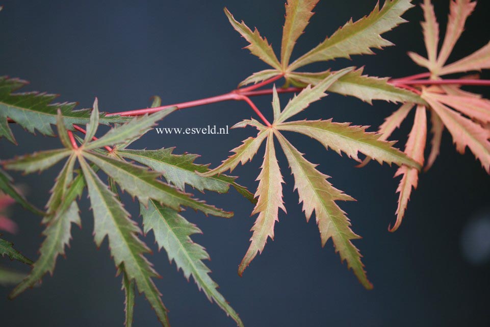 Acer palmatum 'Hida-hanabi'