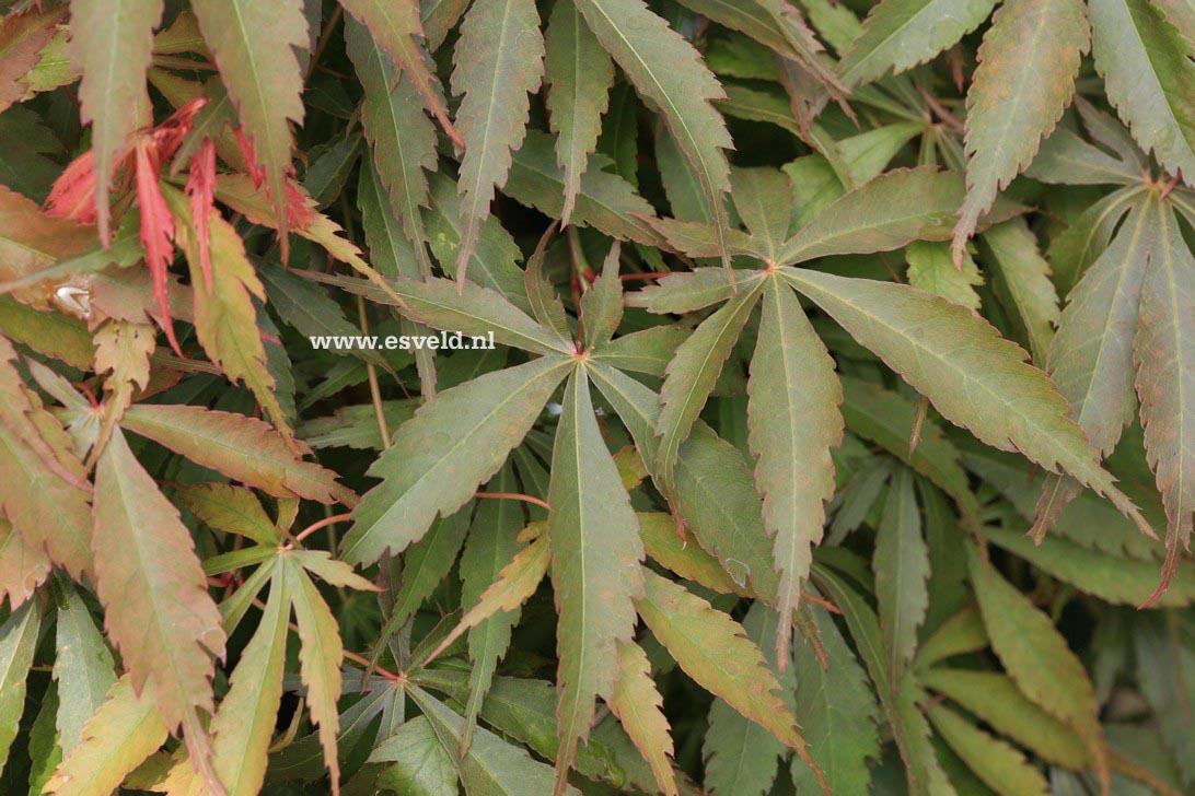 Acer palmatum 'Hime-chidori'