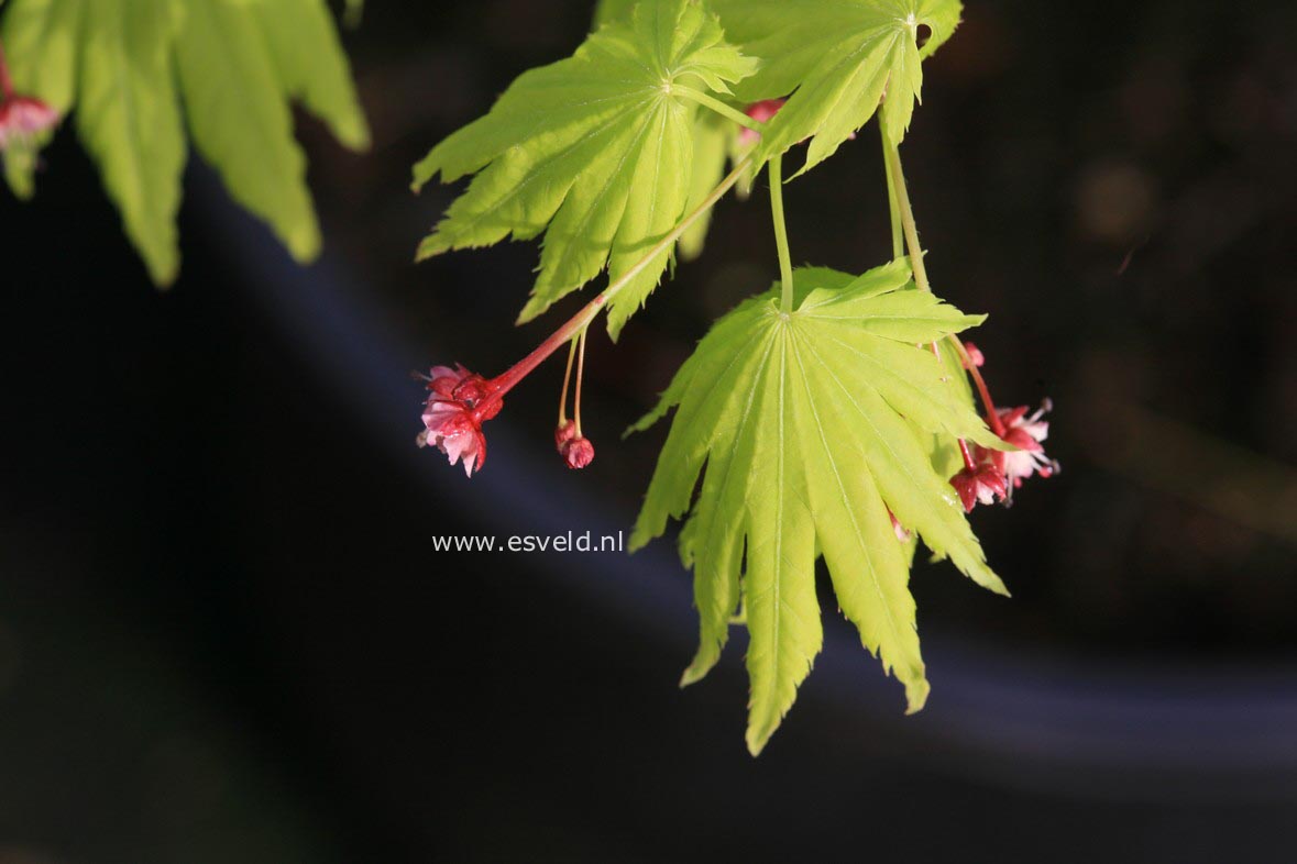 Acer palmatum 'Hime-ha-uchiwa'