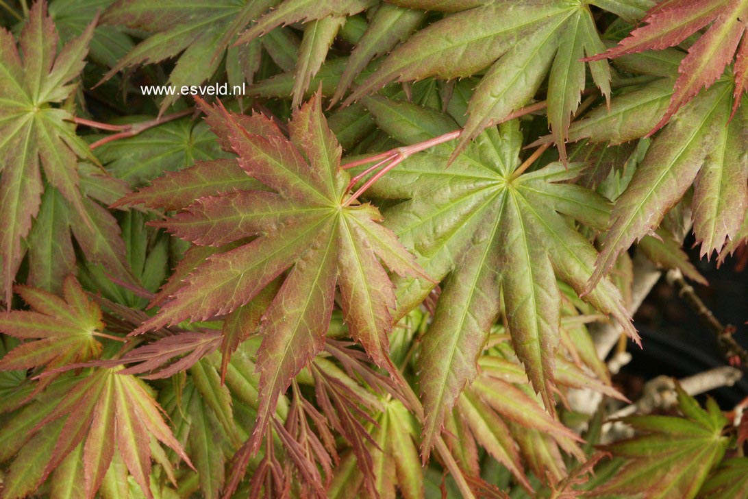 Acer palmatum 'Hitode'