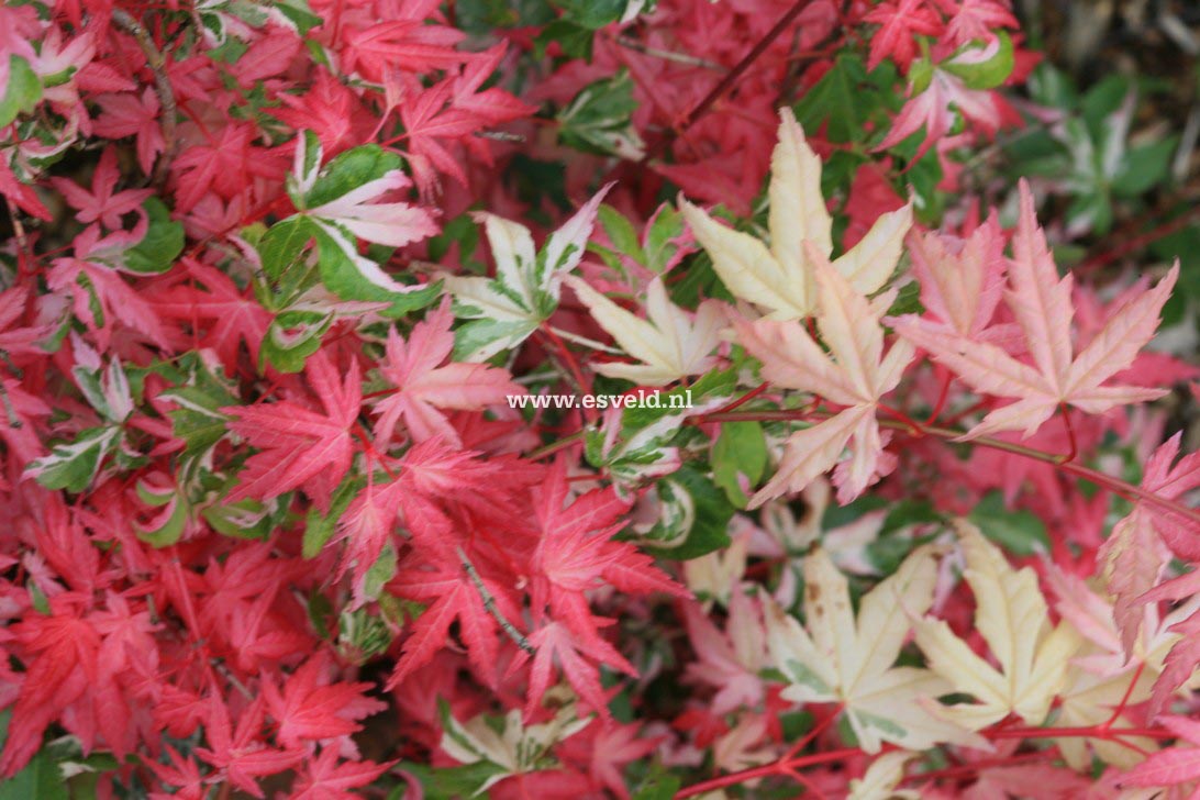 Acer palmatum 'Honoo'