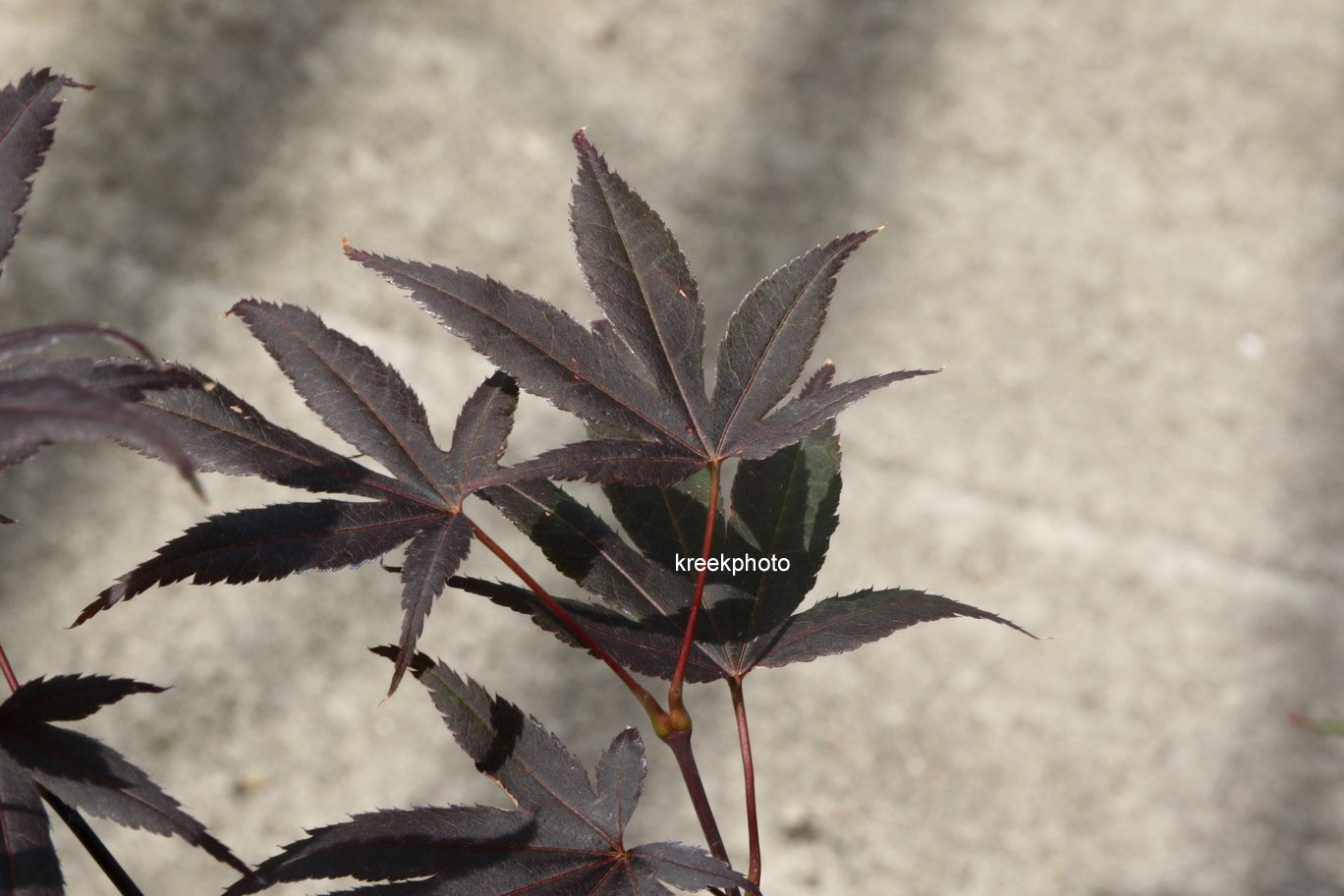 Acer palmatum 'Hook's Red'