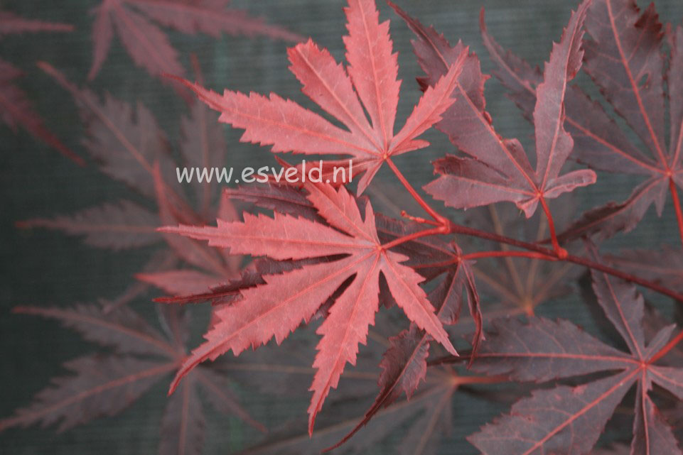 Acer palmatum 'Hyohtei'