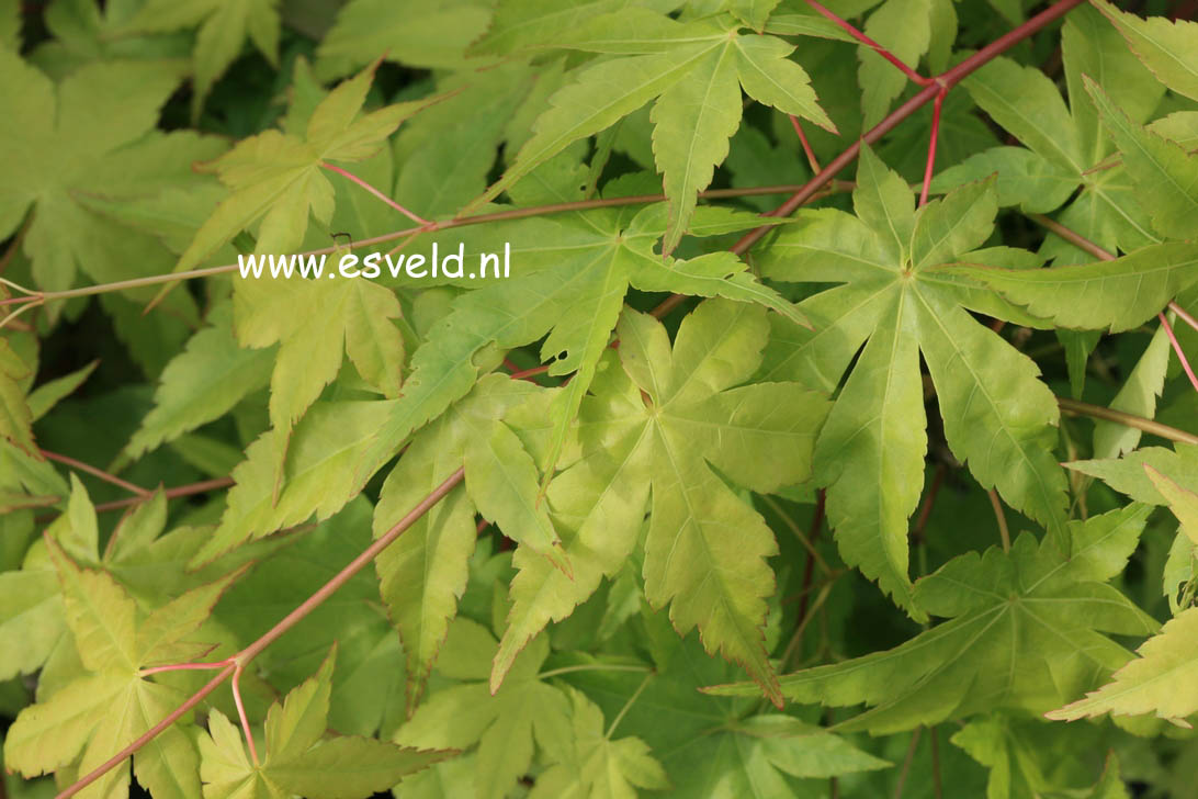 Acer palmatum 'Ibo-nishiki'