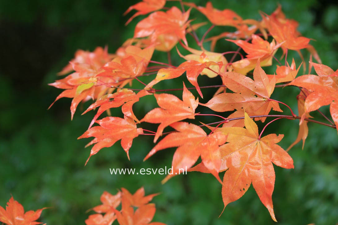 Acer palmatum 'Ichigyo-Ji'