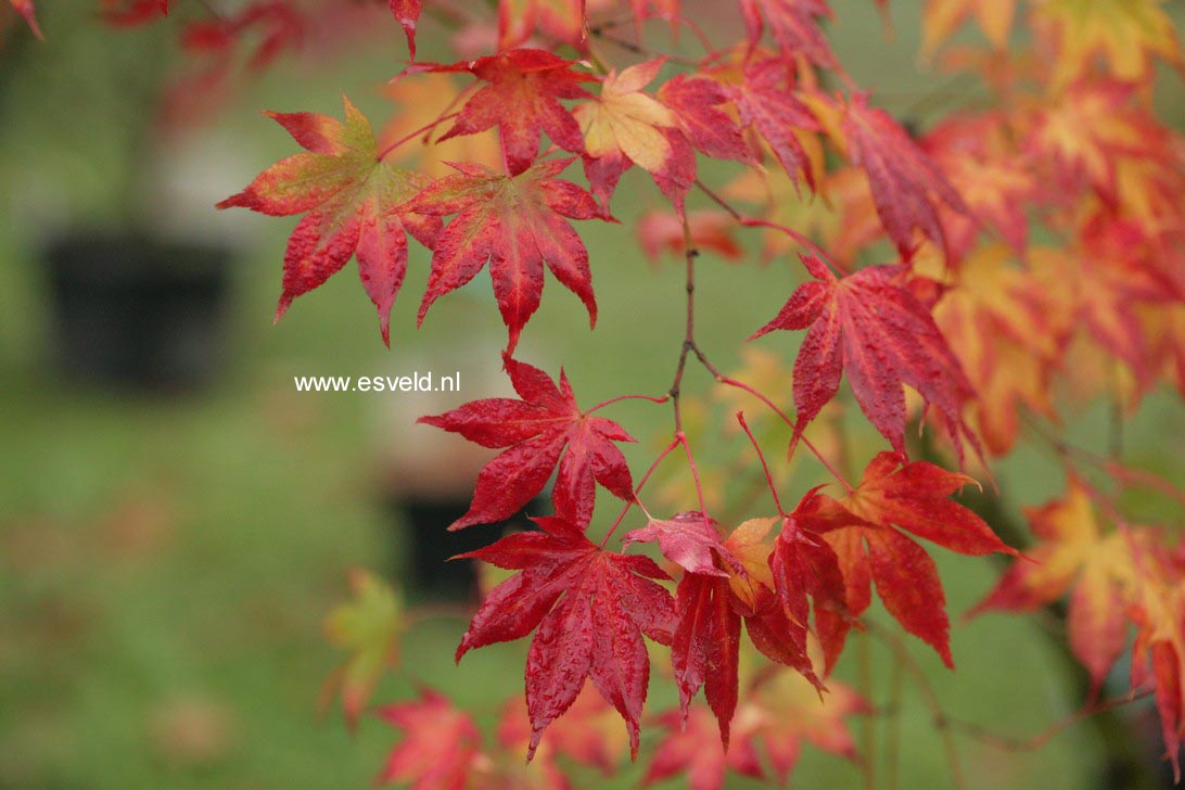 Acer palmatum 'Ide-no-sato'