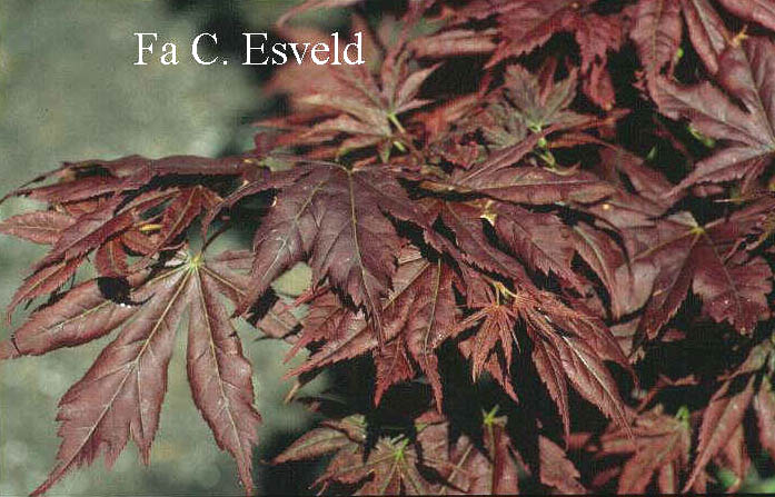 Acer palmatum 'Iijima sunago'