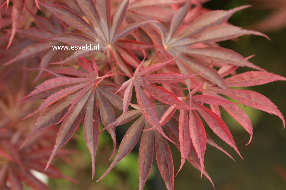 Acer palmatum 'Ikoma'