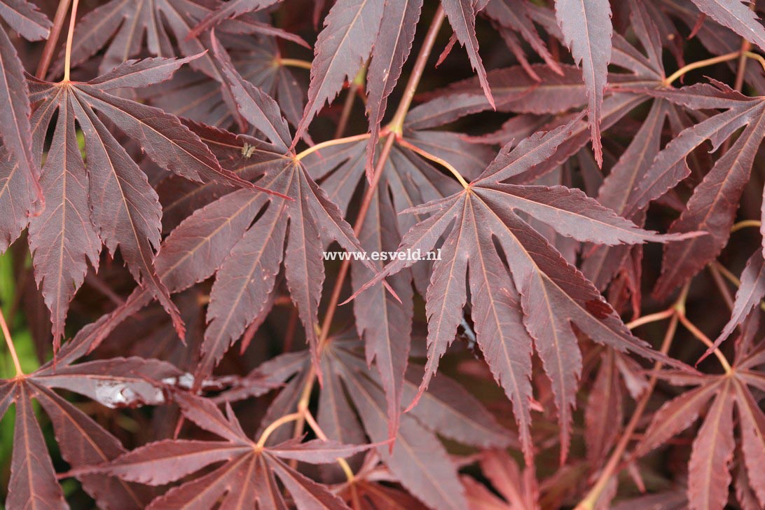 Acer palmatum 'Immoyama'