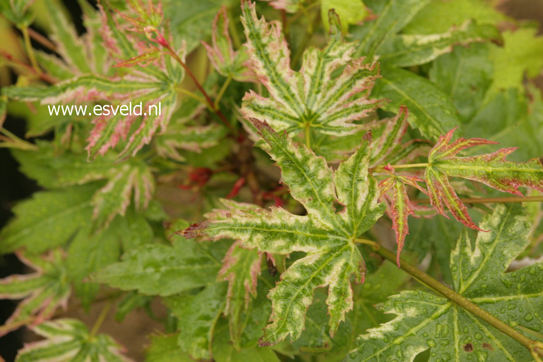 Acer palmatum 'Iro-iro'