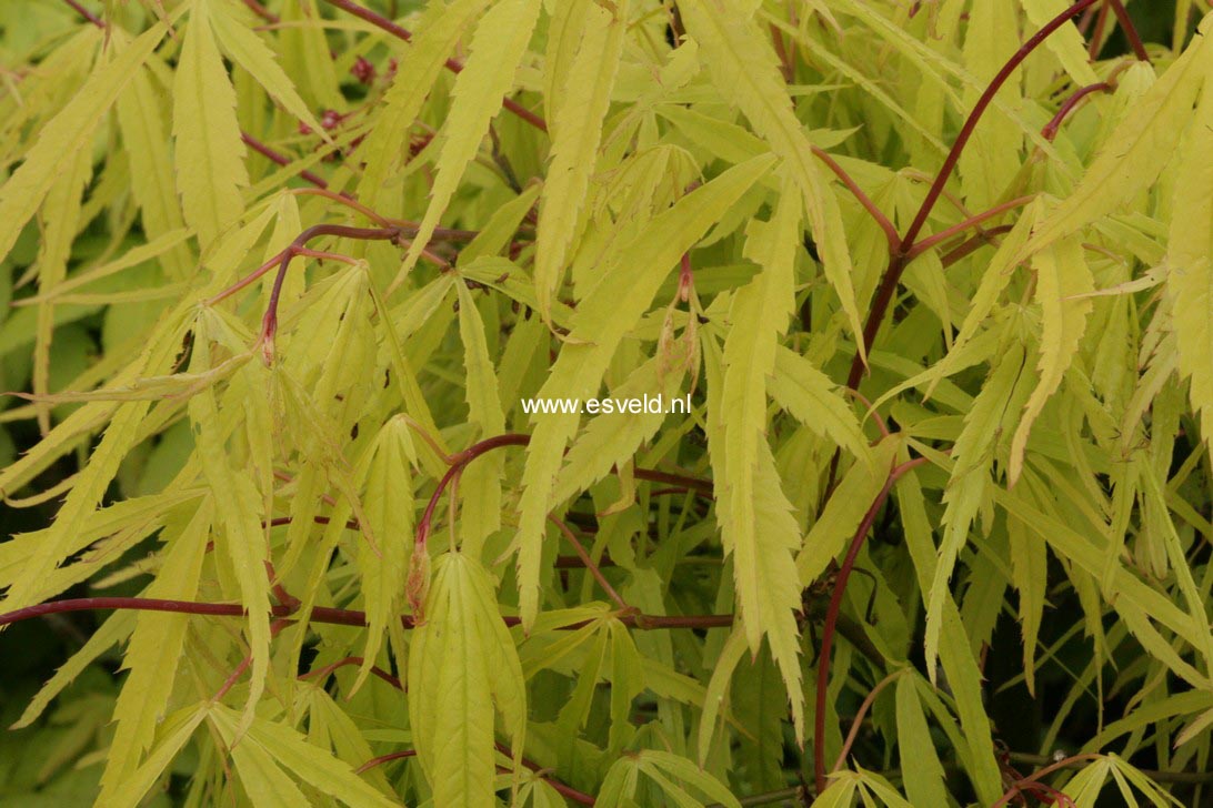 Acer palmatum 'Iso-shibuki'