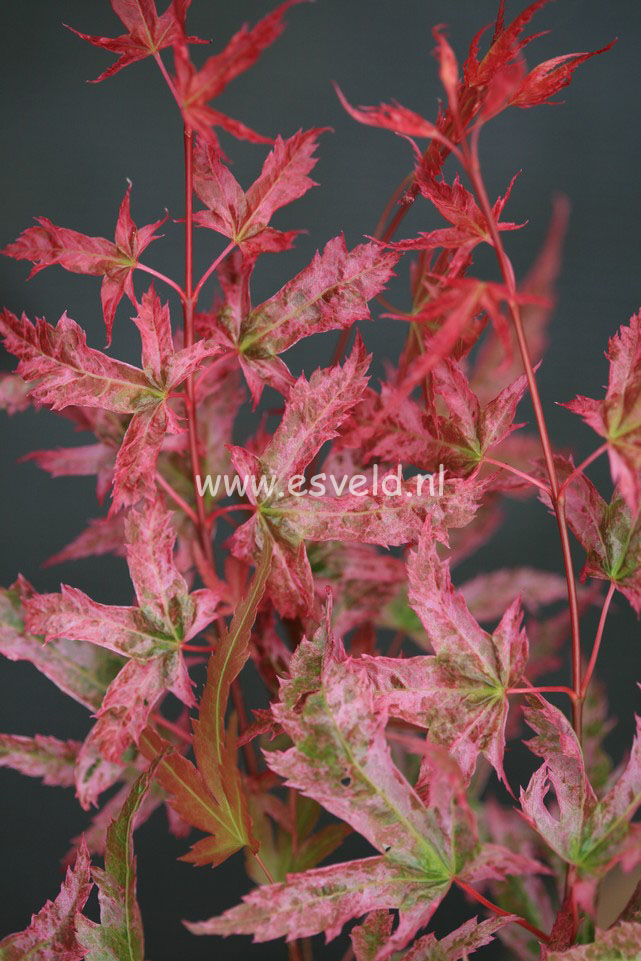 Acer palmatum 'Isobel'