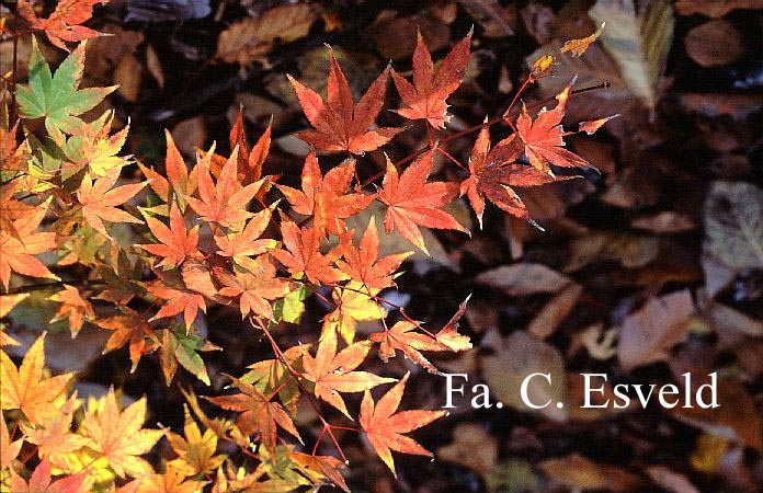 Acer palmatum 'Jane'