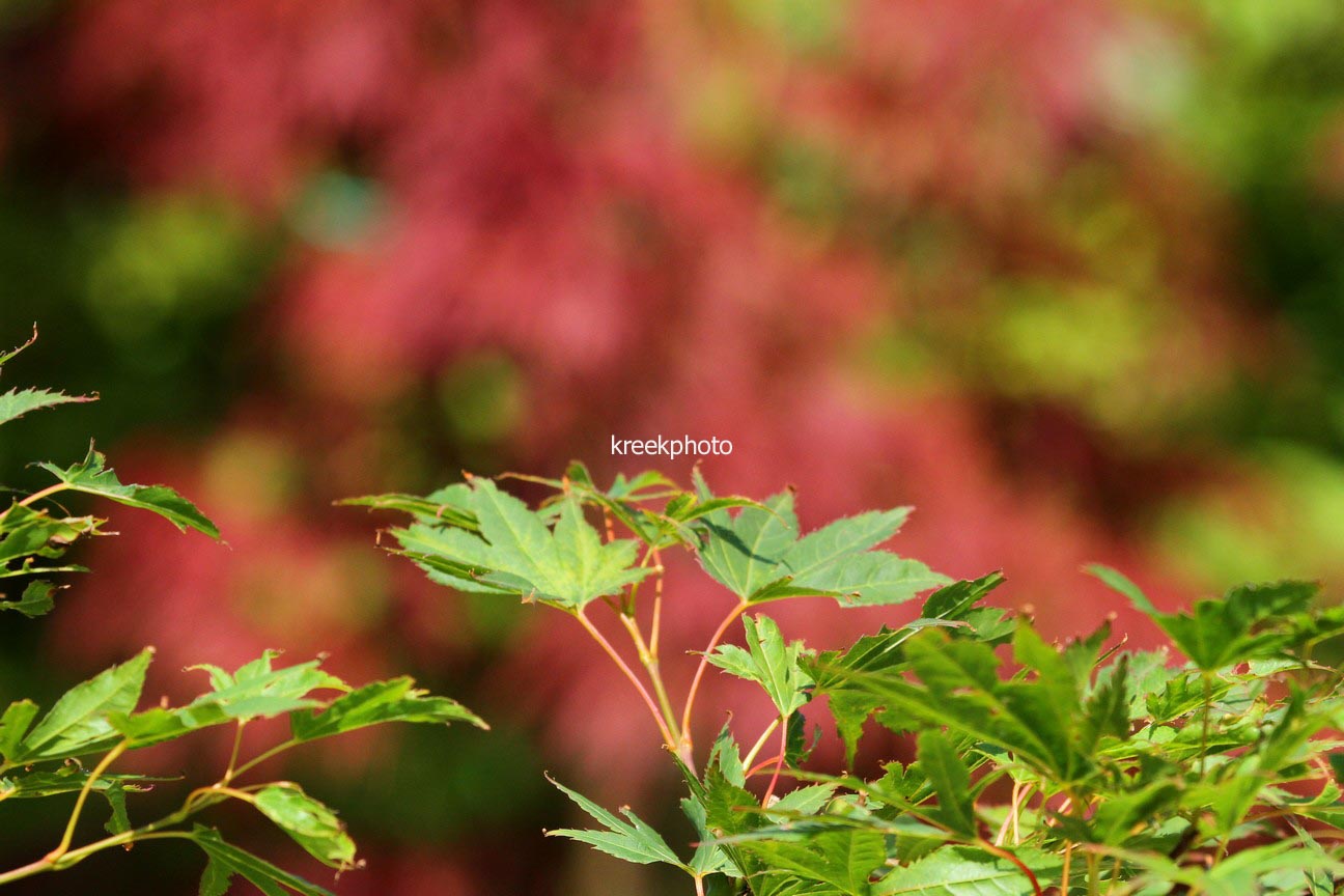 Acer palmatum 'Jeff's Green Seedling'