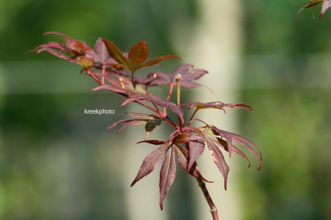 Acer palmatum 'Jim Baggart'