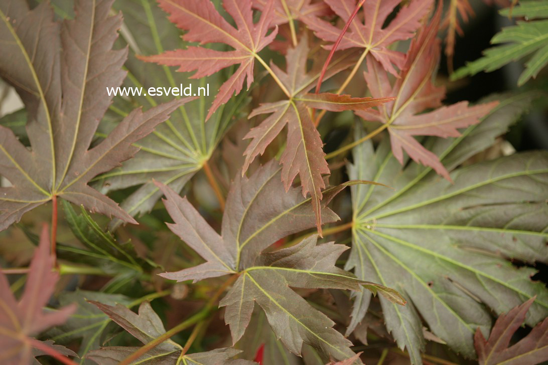 Acer palmatum 'Johin'