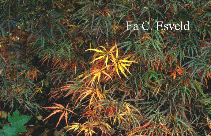 Acer palmatum 'Julian'