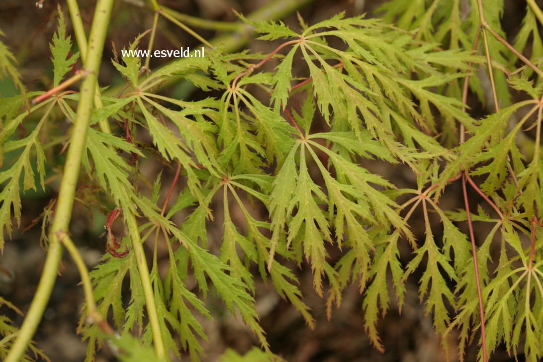 Acer palmatum 'Kaga-sudare'