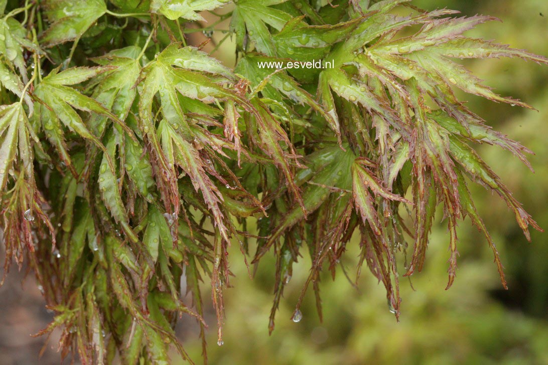 Acer palmatum 'Kamagata'