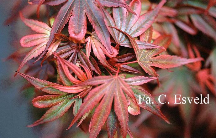 Acer palmatum 'Kandy Kitchen'