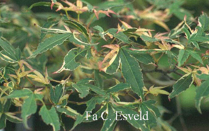 Acer palmatum 'Kara-ori-nishiki'