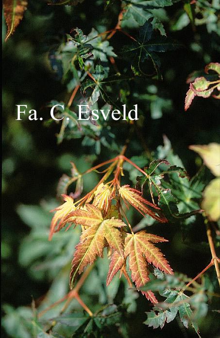Acer palmatum 'Kashima-yatsubusa'