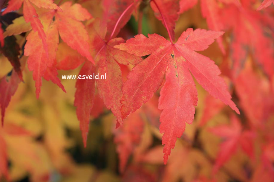 Acer palmatum 'Kenkoh-nishiki'