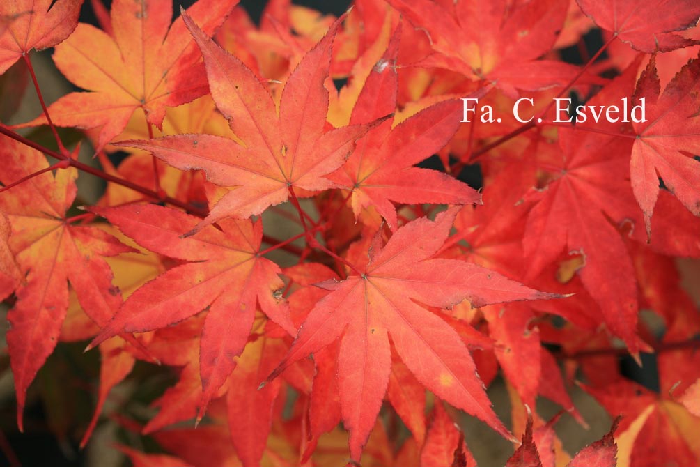 Acer palmatum 'Kibune'
