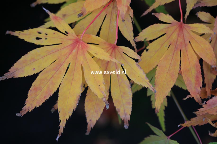 Acer palmatum 'Killarney'