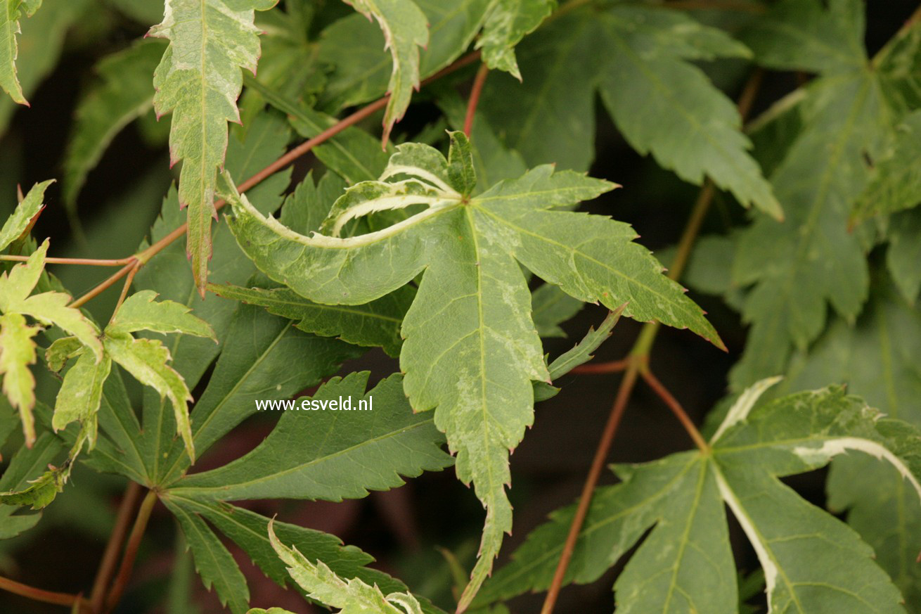 Acer palmatum 'Kingsville Variegated'
