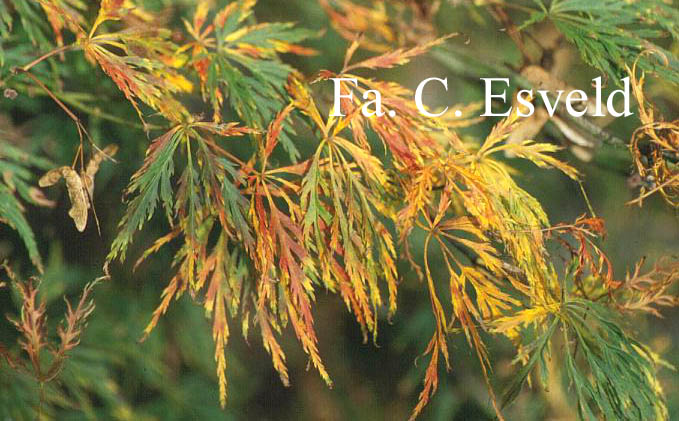 Acer palmatum 'Kiri-nishiki'